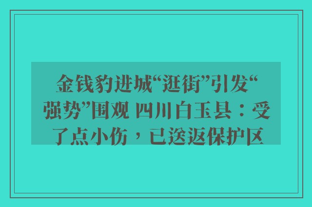 金钱豹进城“逛街”引发“强势”围观 四川白玉县：受了点小伤，已送返保护区